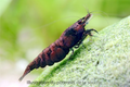 Crevette Kage Onyx rouge sombre élevage Shrimptastic ! The Shrimp Dojo