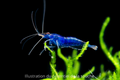 Crevette Blue Velvet Neocaridina bleue élevage Shrimptastic ! The Shrimp Dojo
