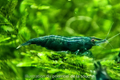 Crevette Green Jade Neocaridina verte élevage Shrimptastic ! The Shrimp Dojo