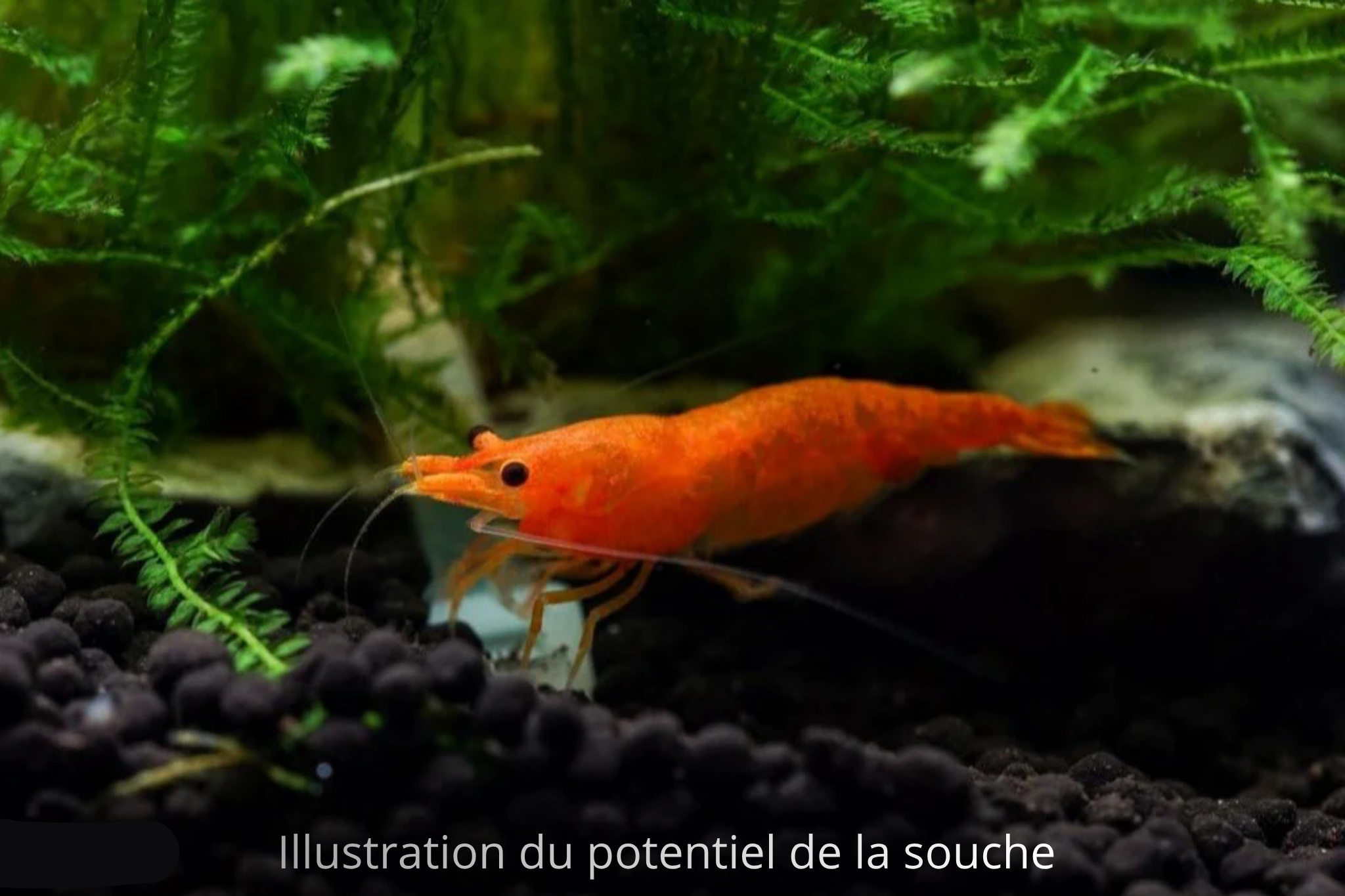 Crevette Orange Fire Neocaridina orange élevage Shrimptastic ! The Shrimp Dojo