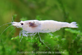 Crevette Snowstorm Neocaridina blanche élevage Shrimptastic ! The Shrimp Dojo