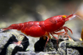 Crevette Bloody Mary Orange Eye Neocaridina rouge aux yeux orange élevage Shrimptastic ! The Shrimp Dojo
