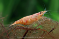 Crevette Koi Sunburst Neocaridina orange jaune élevage Shrimptastic ! The Shrimp Dojo